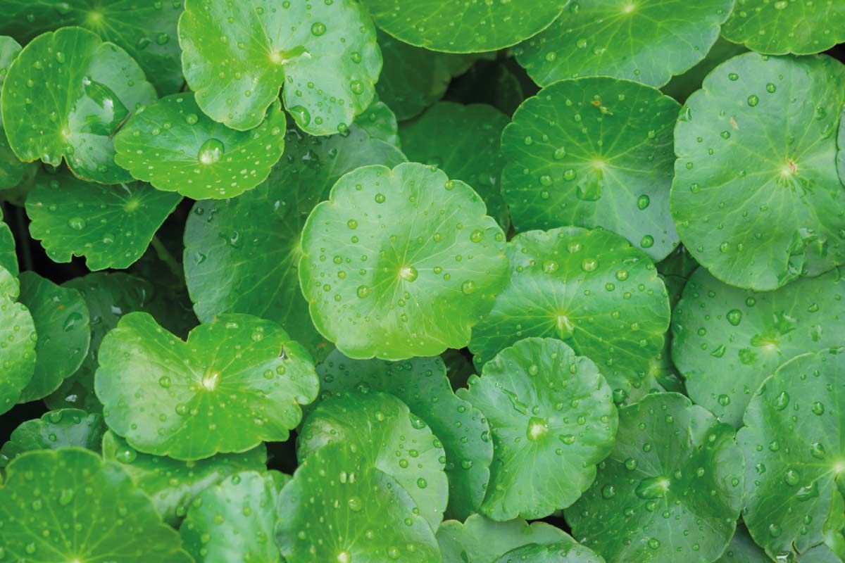 Centella Asiatica, a Longevity Plant and True Power of Nature for Healthy Skin 🌱