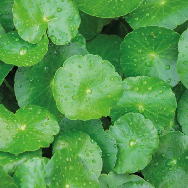 Centella Asiatica, a Longevity Plant and True Power of Nature for Healthy Skin 🌱